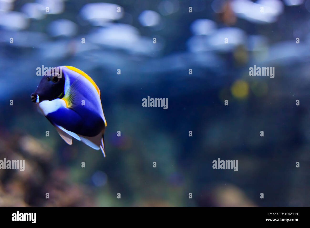Powder Blue Tang or Powderblue Surgeonfish (Acanthurus leucosternon