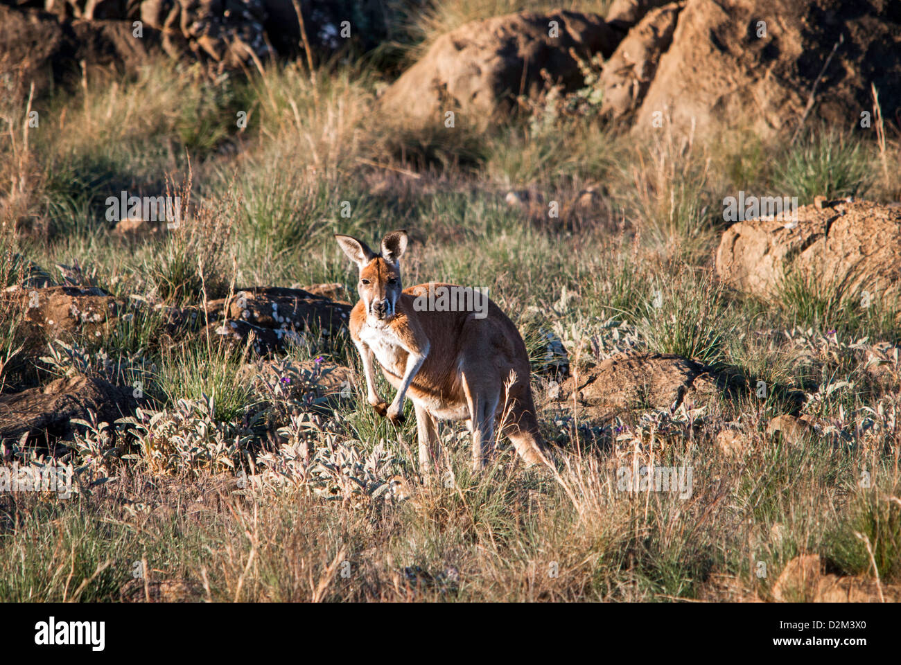 Kangaroo in the Outback Stock Photo - Alamy