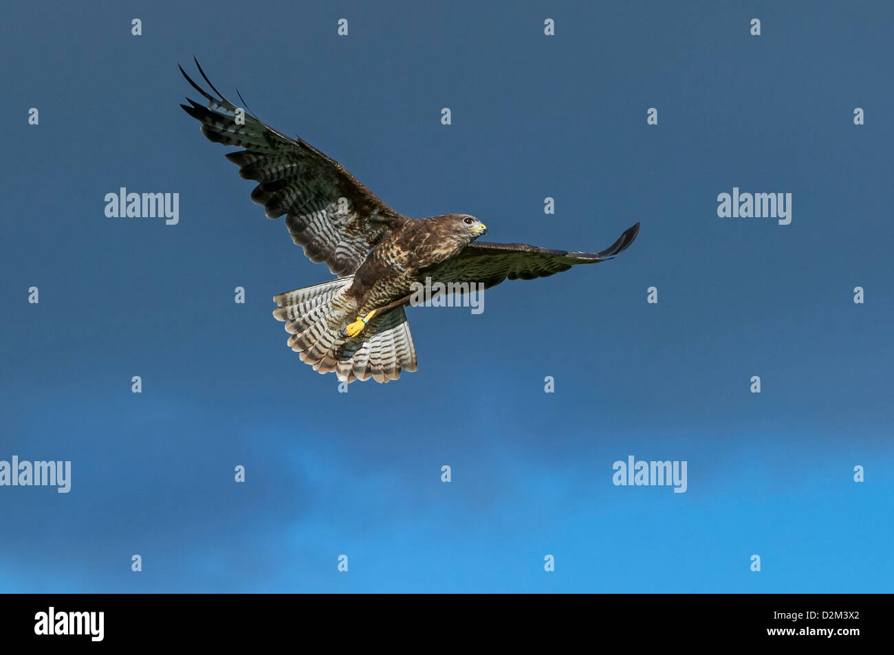 A Common Buzzard hunting Stock Photo