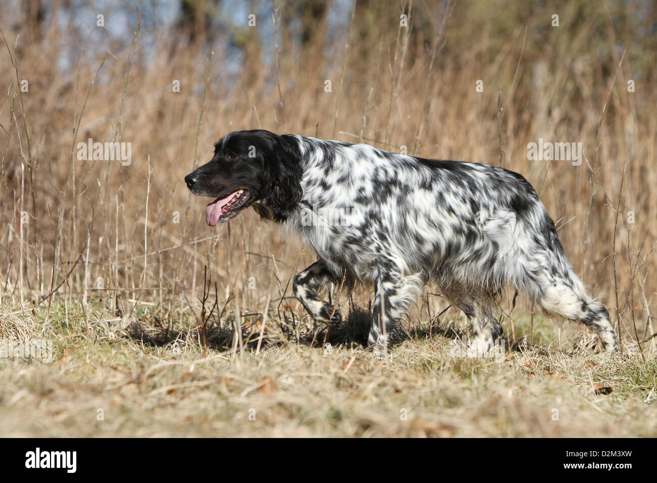 Dog English Setter adult (blue Belton) standing in a field paw raised Stock  Photo - Alamy