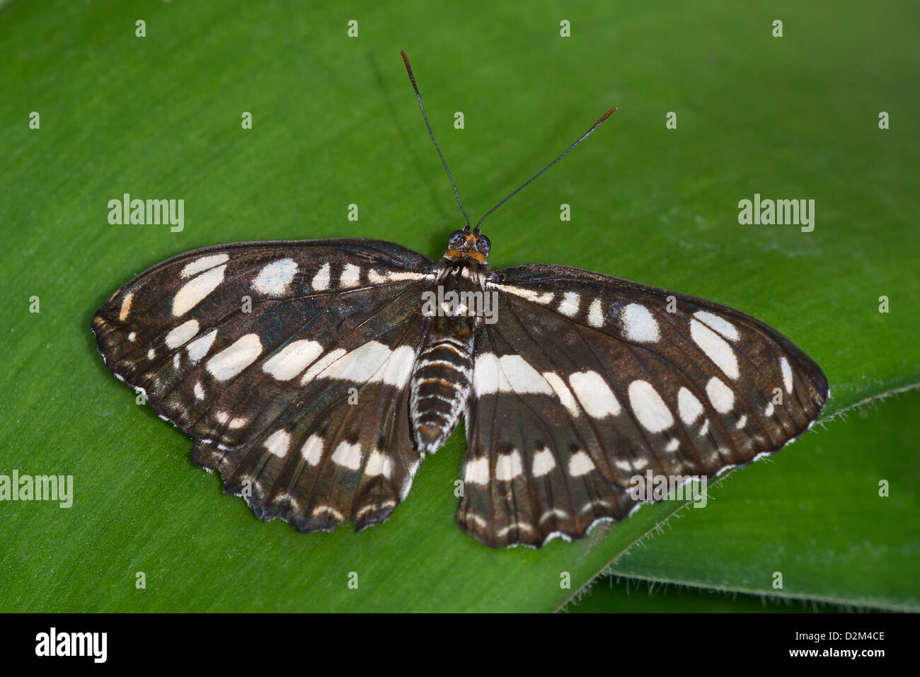 An adult Common Sailor butterfly Stock Photo