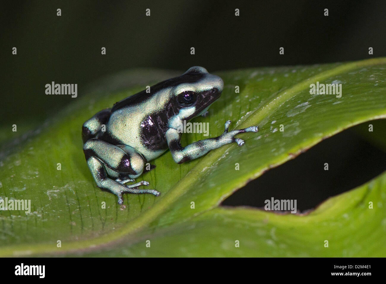 An Adult Poison Dart Frog Stock Photo Alamy an-adult-poison-dart-frog-stock-photo-alamy