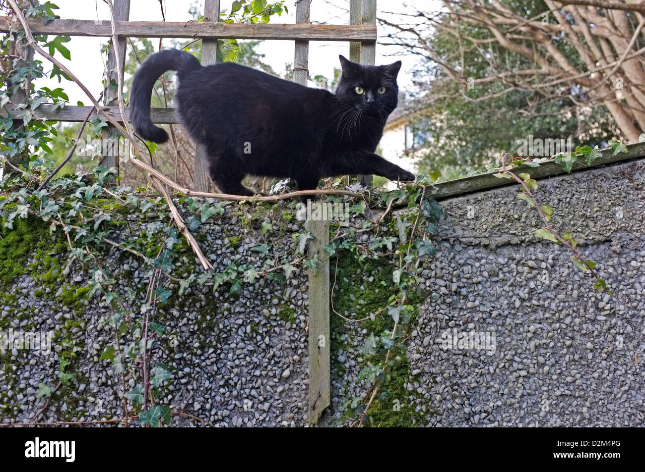 A  black cat Stock Photo