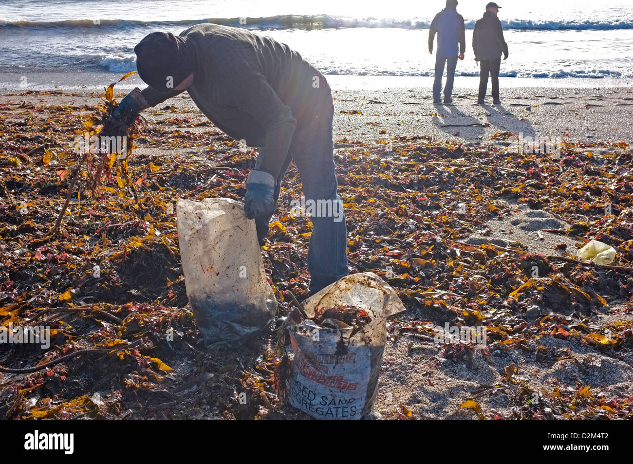 A man collects seaweed from a beach in Cornwall, UK Stock Photo