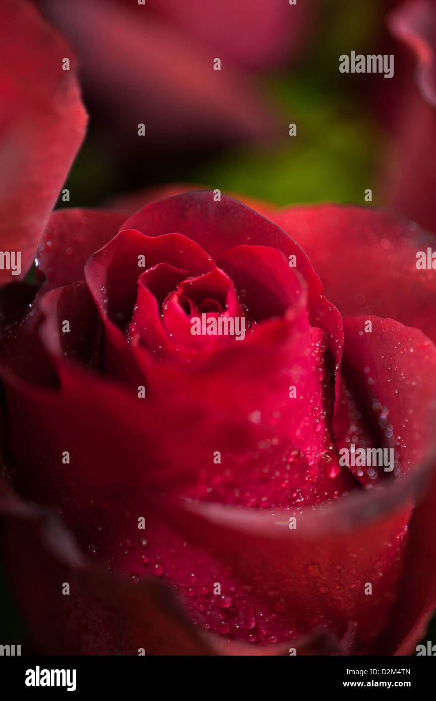 Red rose close up. Background Stock Photo - Alamy
