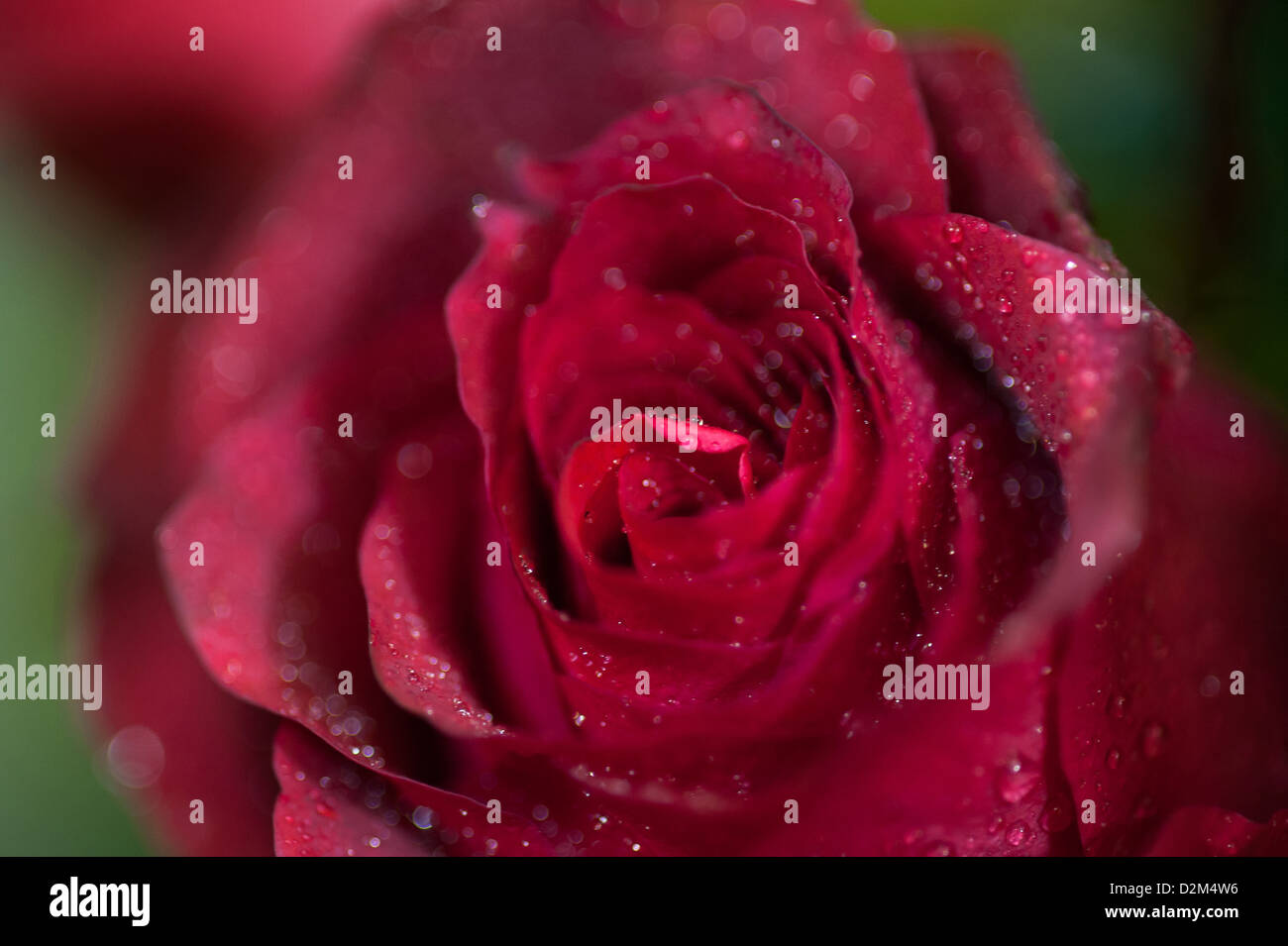 Red rose close up. Background Stock Photo - Alamy