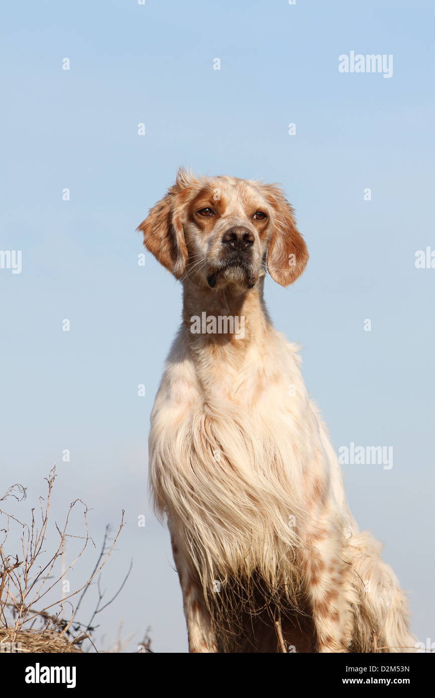 Laverack english sale setter