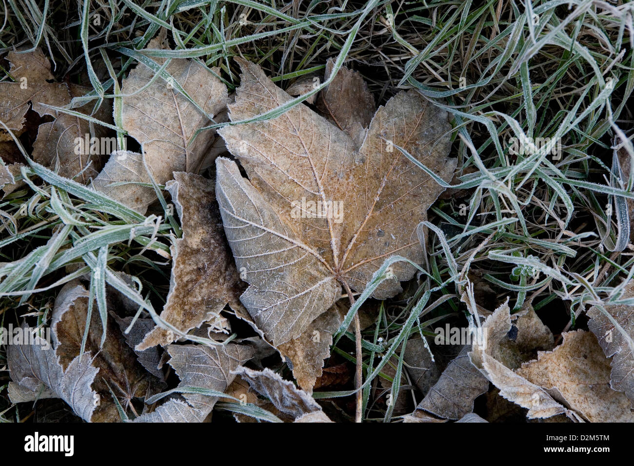 Frozen frosty Sycamore (Acer Pseudoplatanus) Great Maple leaves and grass blades in early morning light Stock Photo