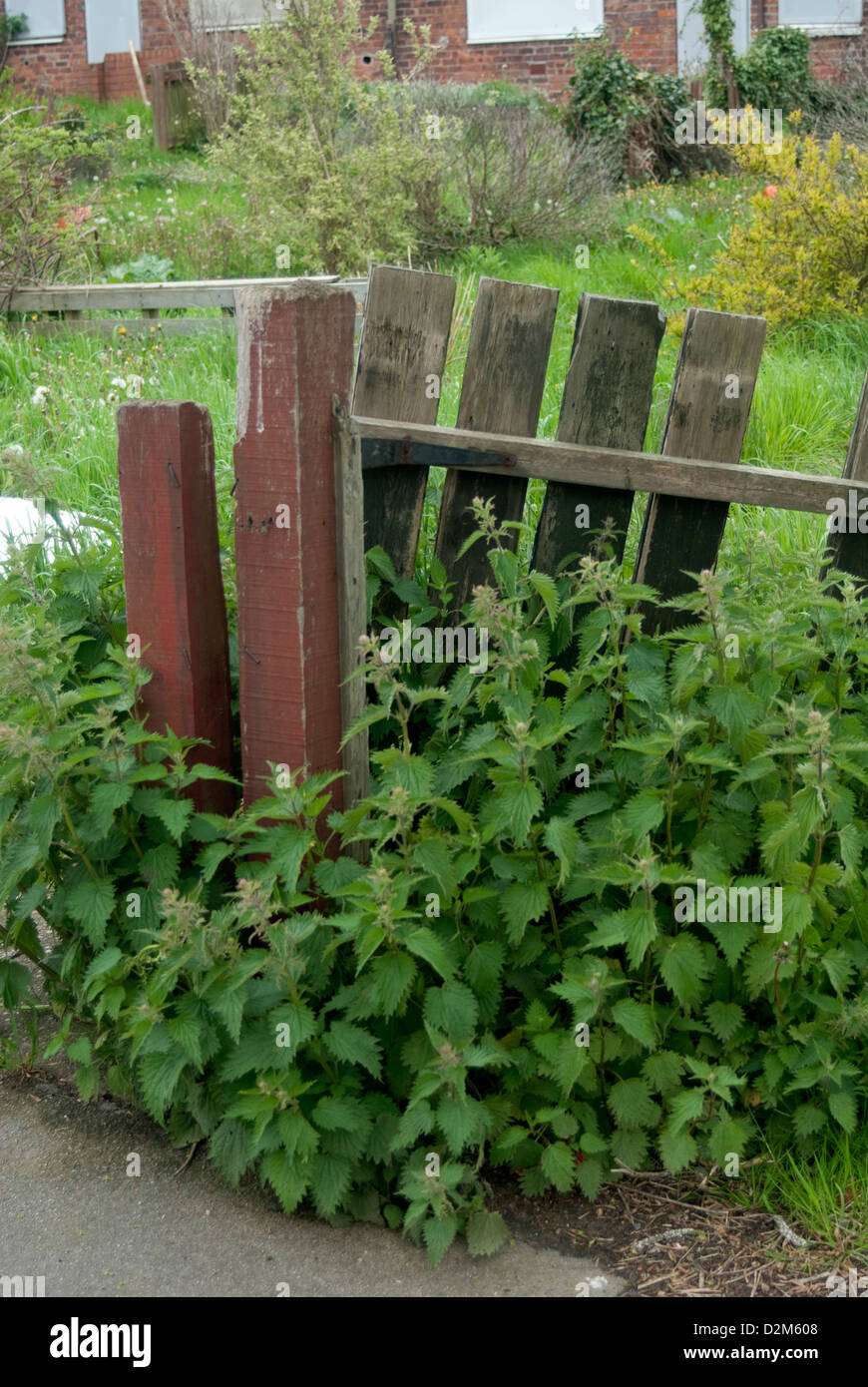 an image of a neglected old gate on broken hinges overgrown with nettles Stock Photo