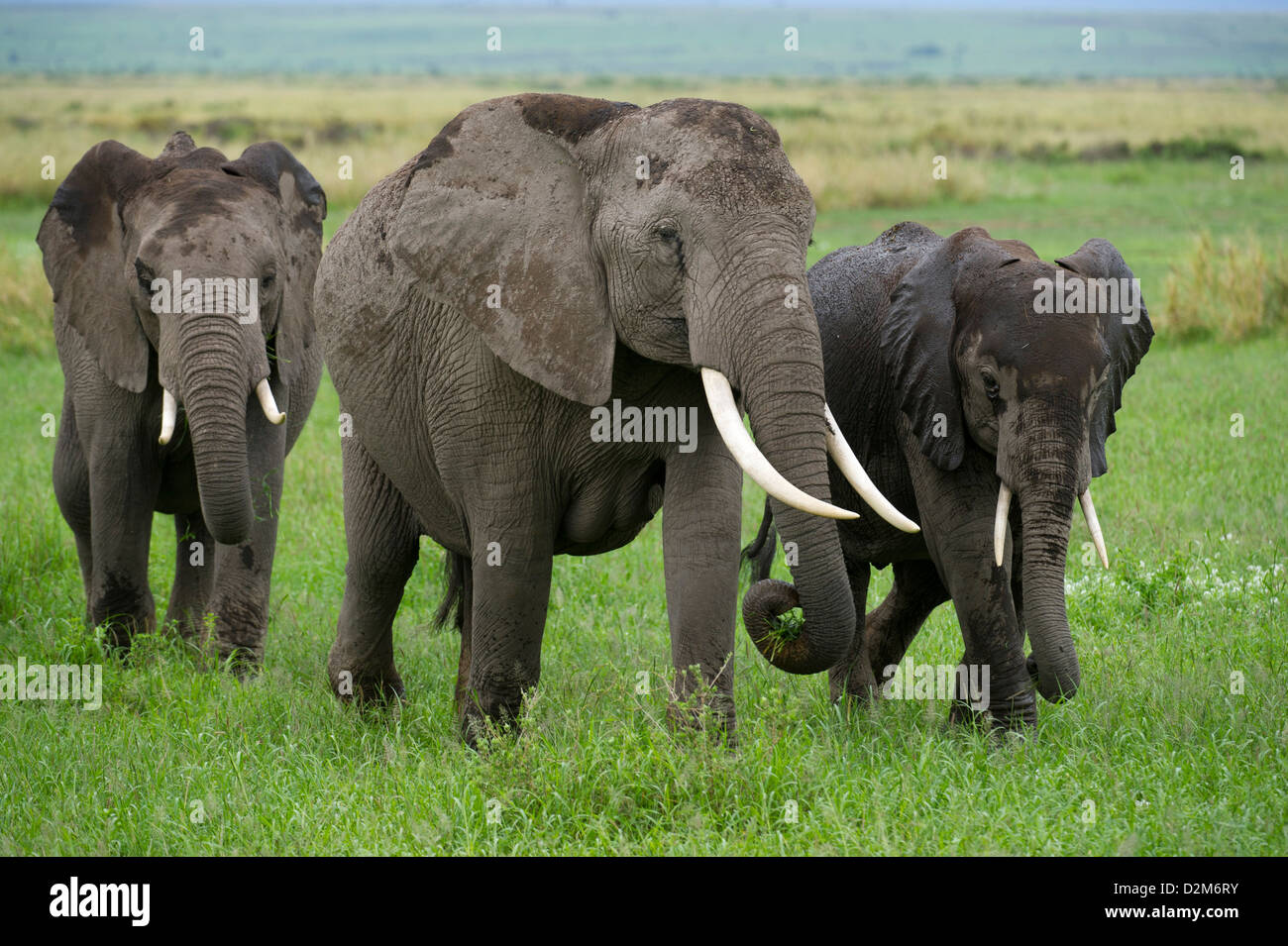 African elephants ( Loxodonta africana africana), Amboseli National Park, Kenya Stock Photo