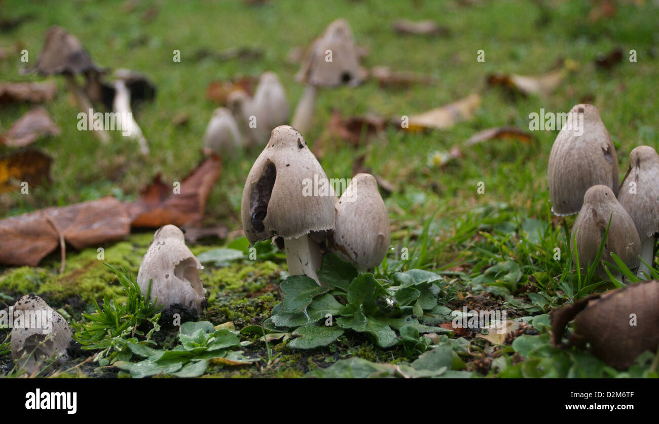 Scotland forest mushrooms hires stock photography and images Alamy