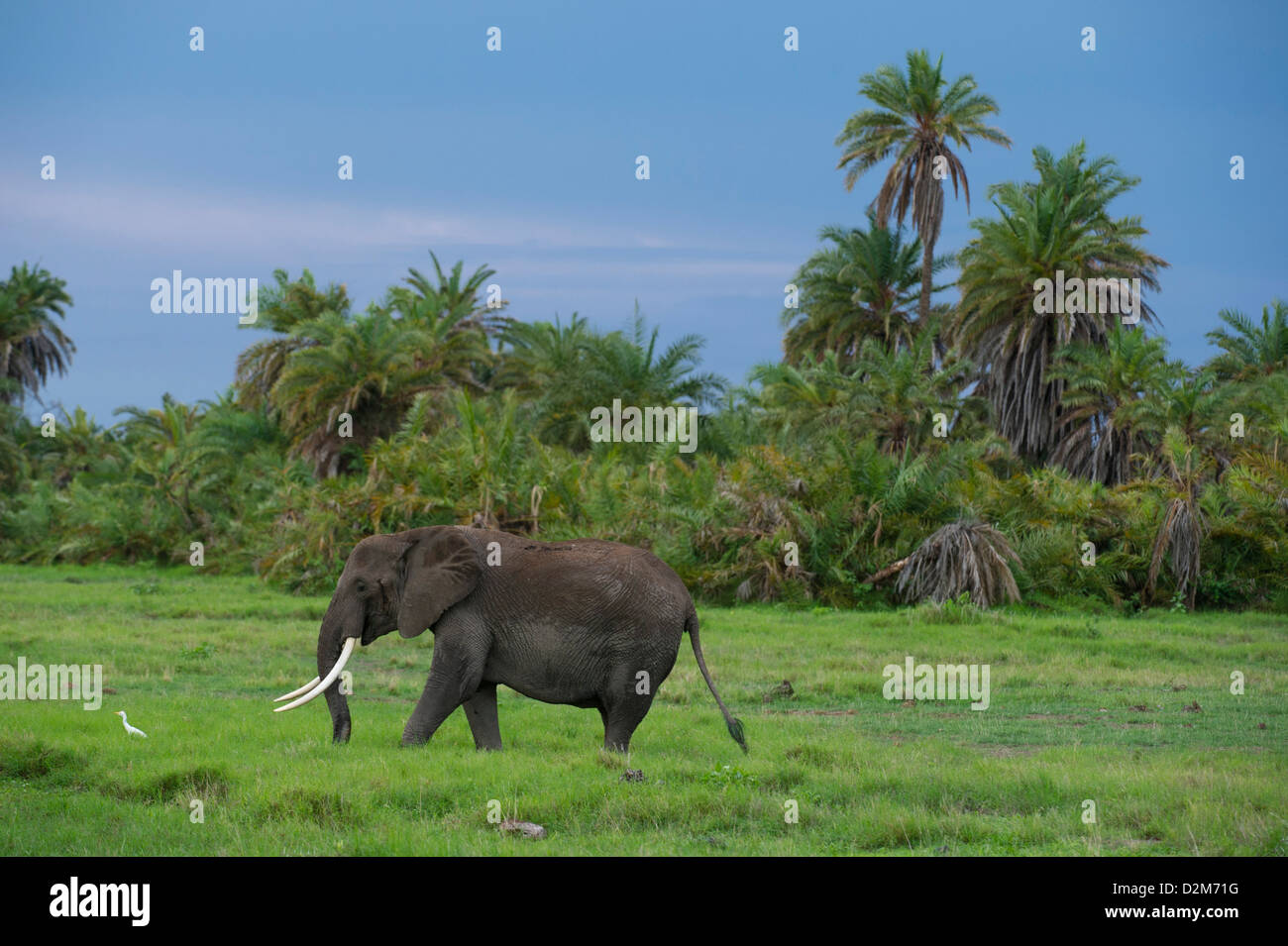 African elephant ( Loxodonta africana africana), Amboseli National Park, Kenya Stock Photo