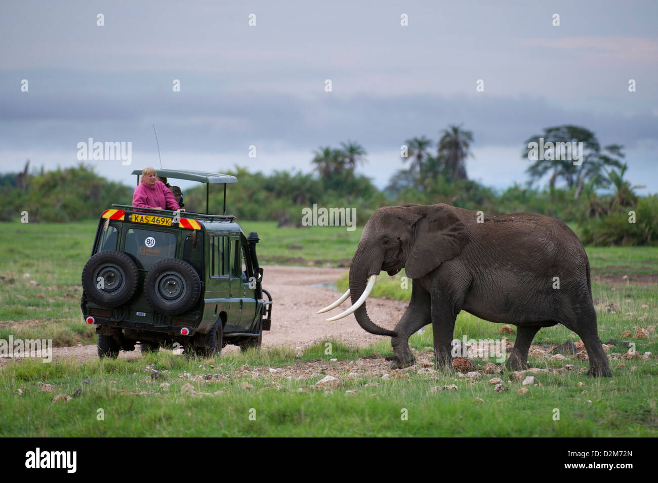 Tourists watching an African elephant ( Loxodonta africana africana), Amboseli National Park, Kenya Stock Photo