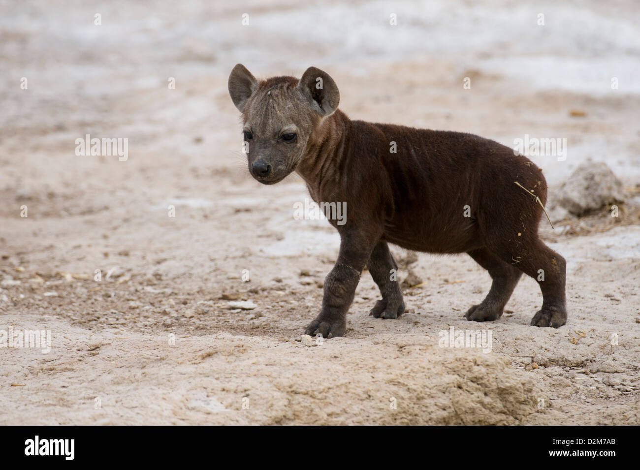 Spotted hyena pup (Crocuta crocuta), Amboseli National Park, Kenya