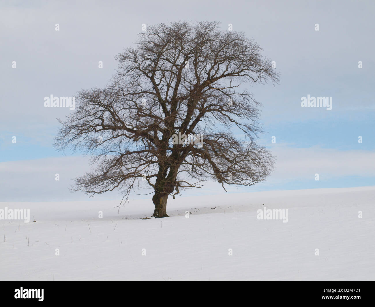 mature English elm tree (Ulmus Procera ) in rural farming landscape in Cumbria UK stands majestic among snow covered fields Stock Photo