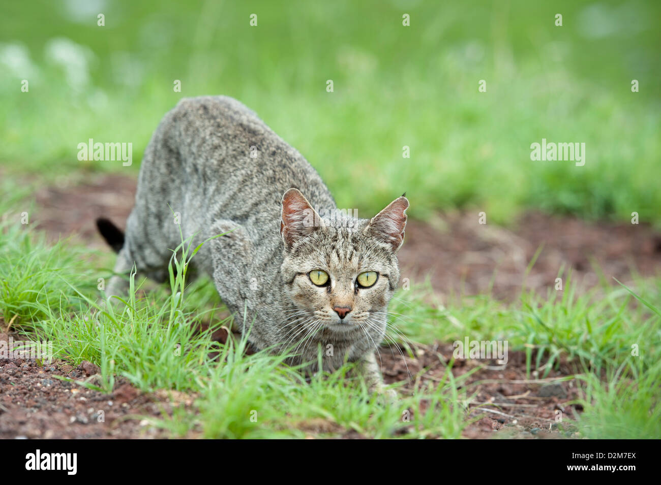 African wildcat (Felis silvestris lybica), Amboseli National Park