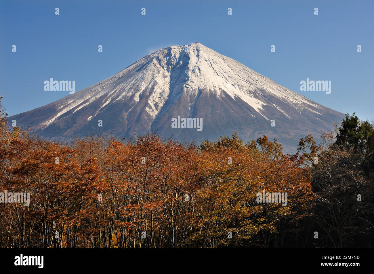 Snow-capped Mount Fuji above a screen of trees, Japan Stock Photo