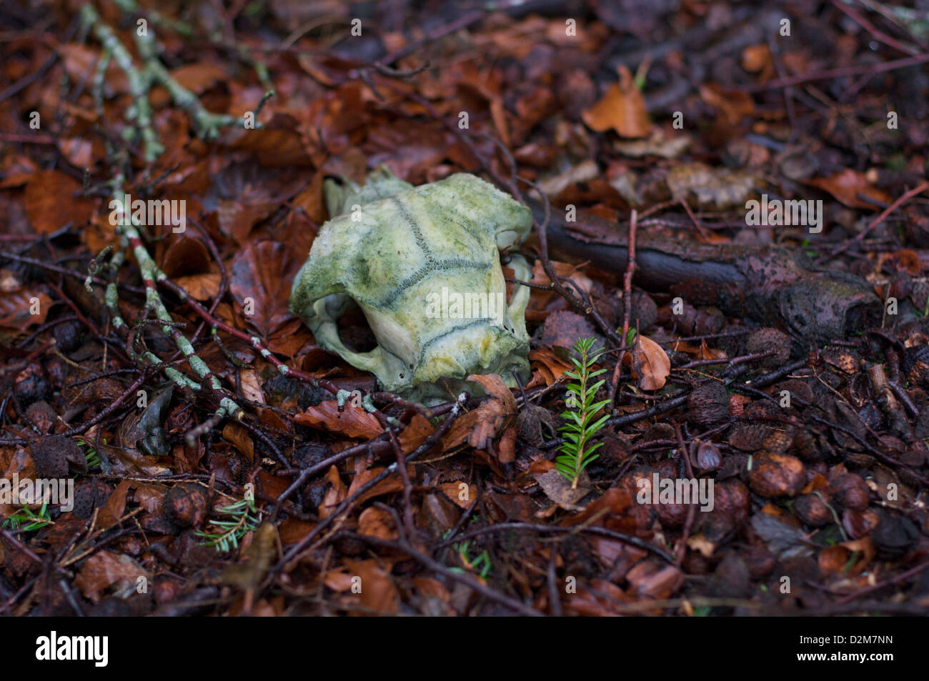 An animal skull lies amongst the fallen leaves of a roadside forest near to Auchengray, Scotland Stock Photo