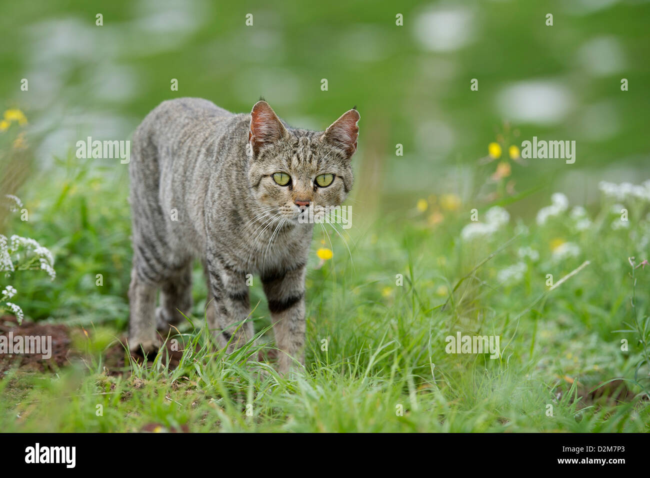 African wildcat (Felis silvestris lybica), Amboseli National Park ...