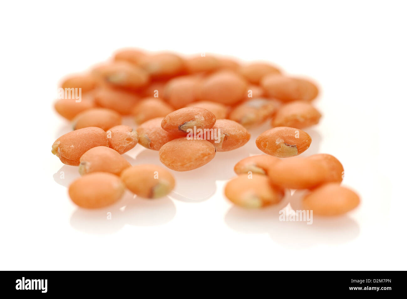 Organic Whole Red Lentils on seamless white background with shadow. Stock Photo