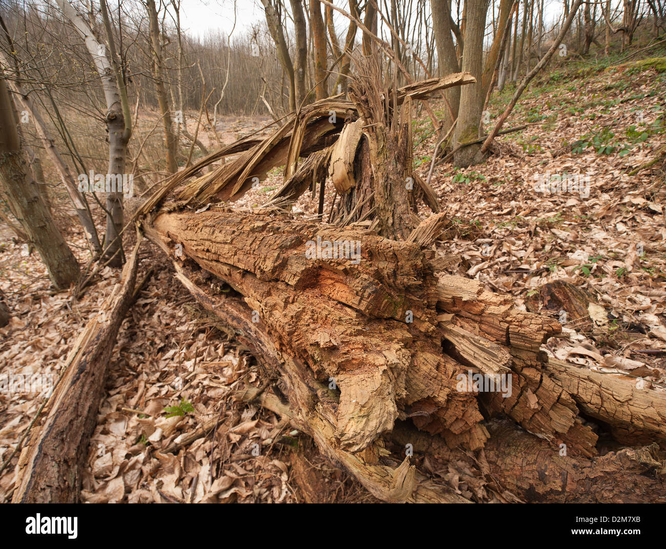 Old rotten tree splintered base from being blown over in the wind bark splinter and debris from spruce tree Stock Photo