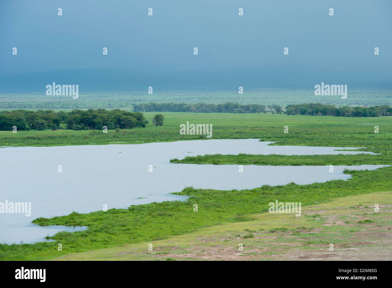 Marsh, Amboseli National Park, Kenya Stock Photo