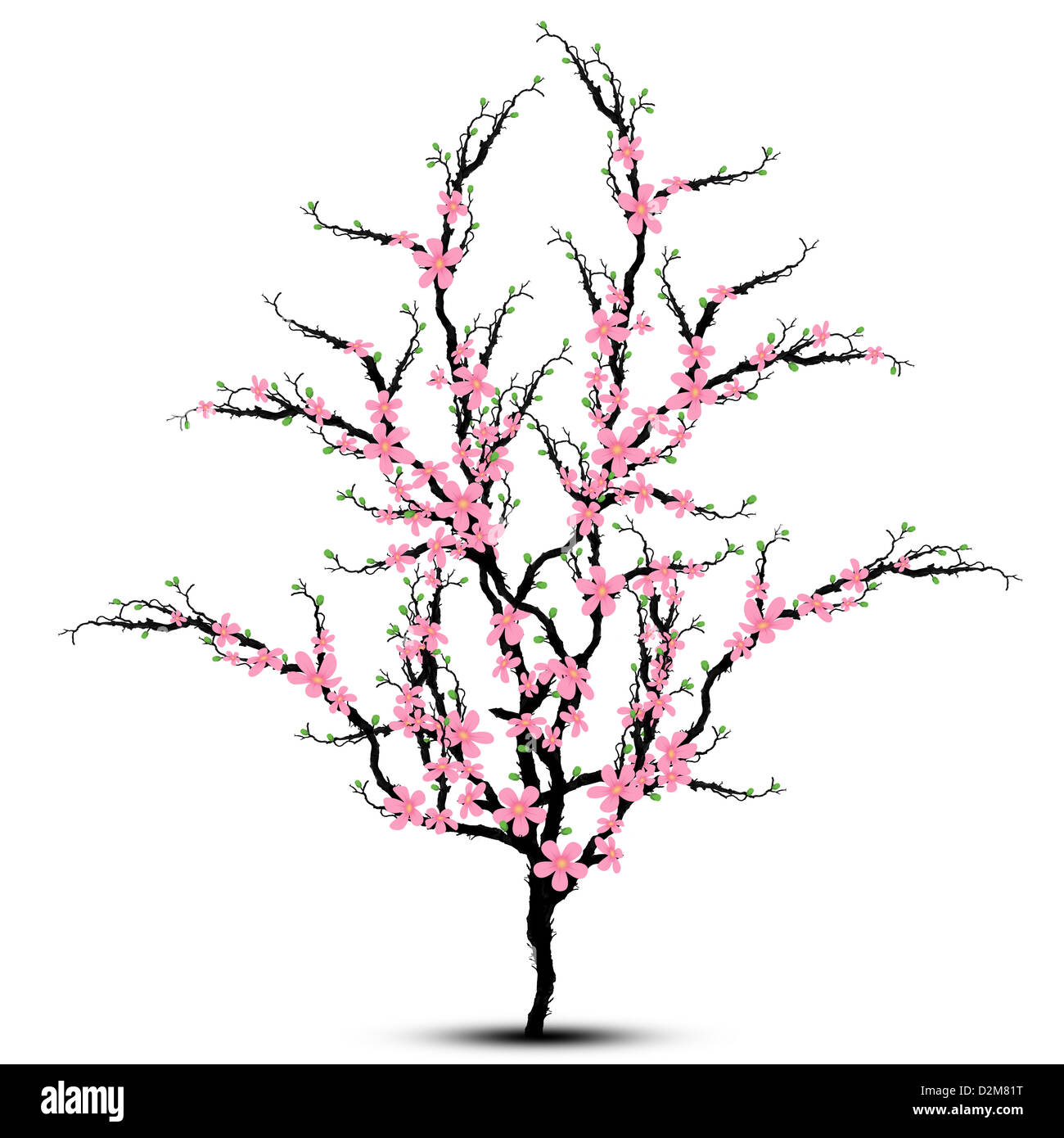Cherry blossoms tree isolated on white background Stock Photo Alamy