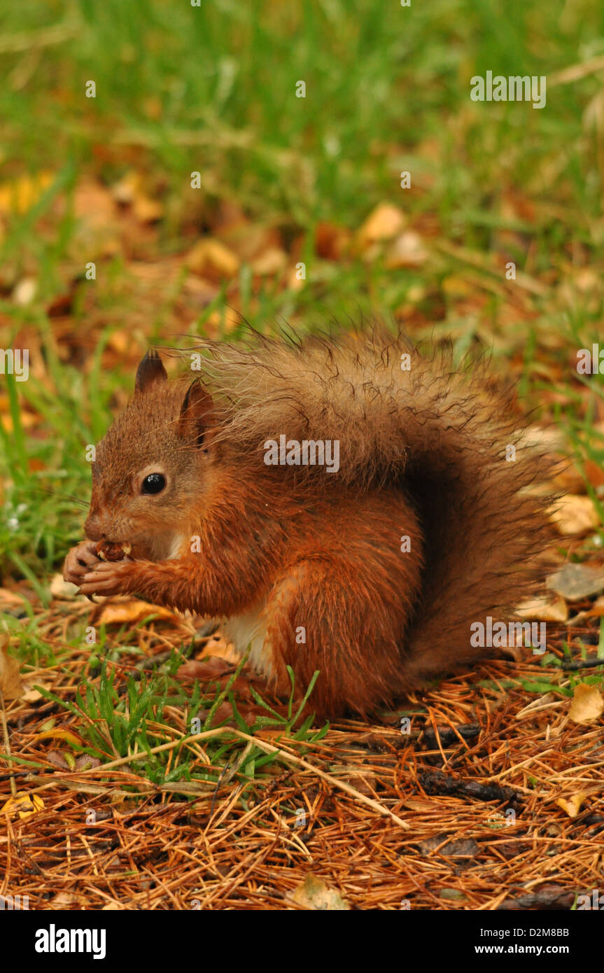 Red Squirrel eating a hazelnut Stock Photo Alamy