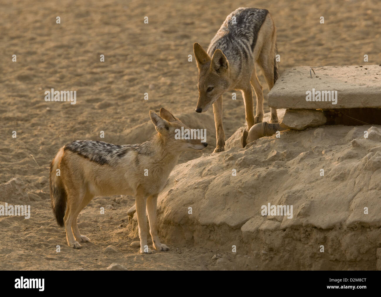 Pair of black-backed jackal (Canis mesomelas) in the Kalahari Desert, South Africa Stock Photo