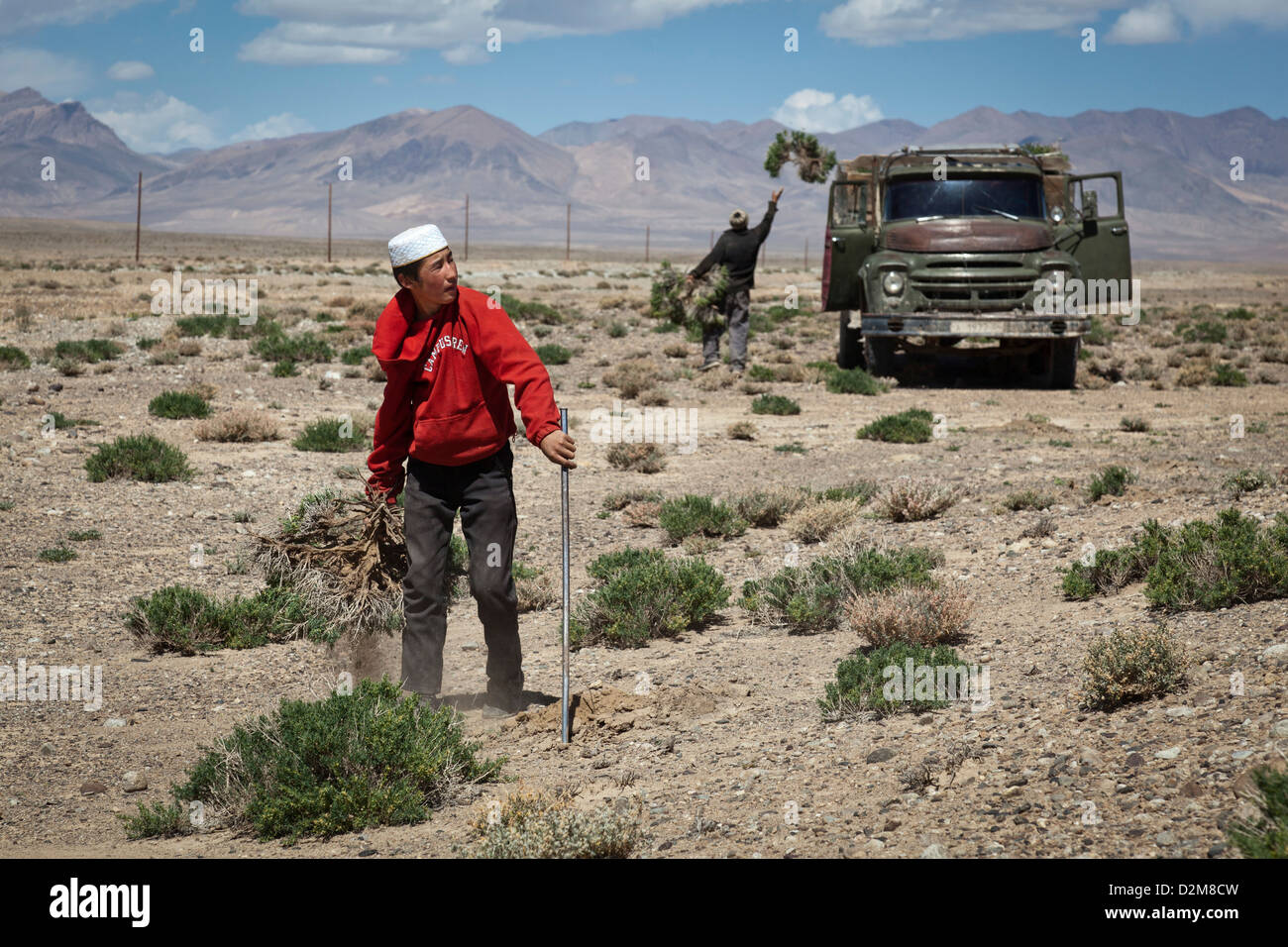 Men collecting teresken, a shrub for house heating, near Murghab, eastern Tajikistan. Stock Photo