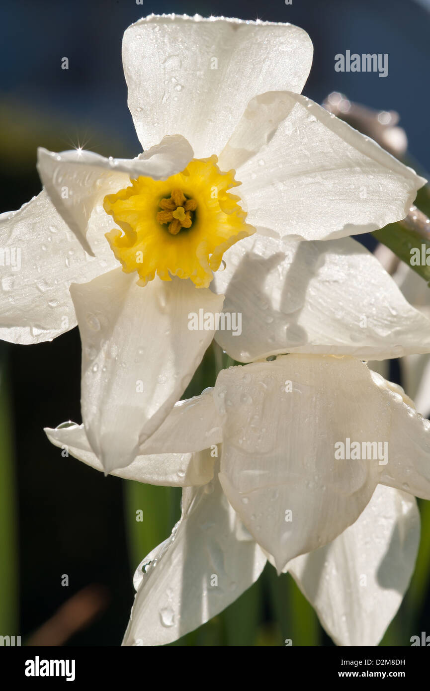 Spring flowers white Narcissus daffodil bunch flowers backlit and coated in rain between April showers Stock Photo