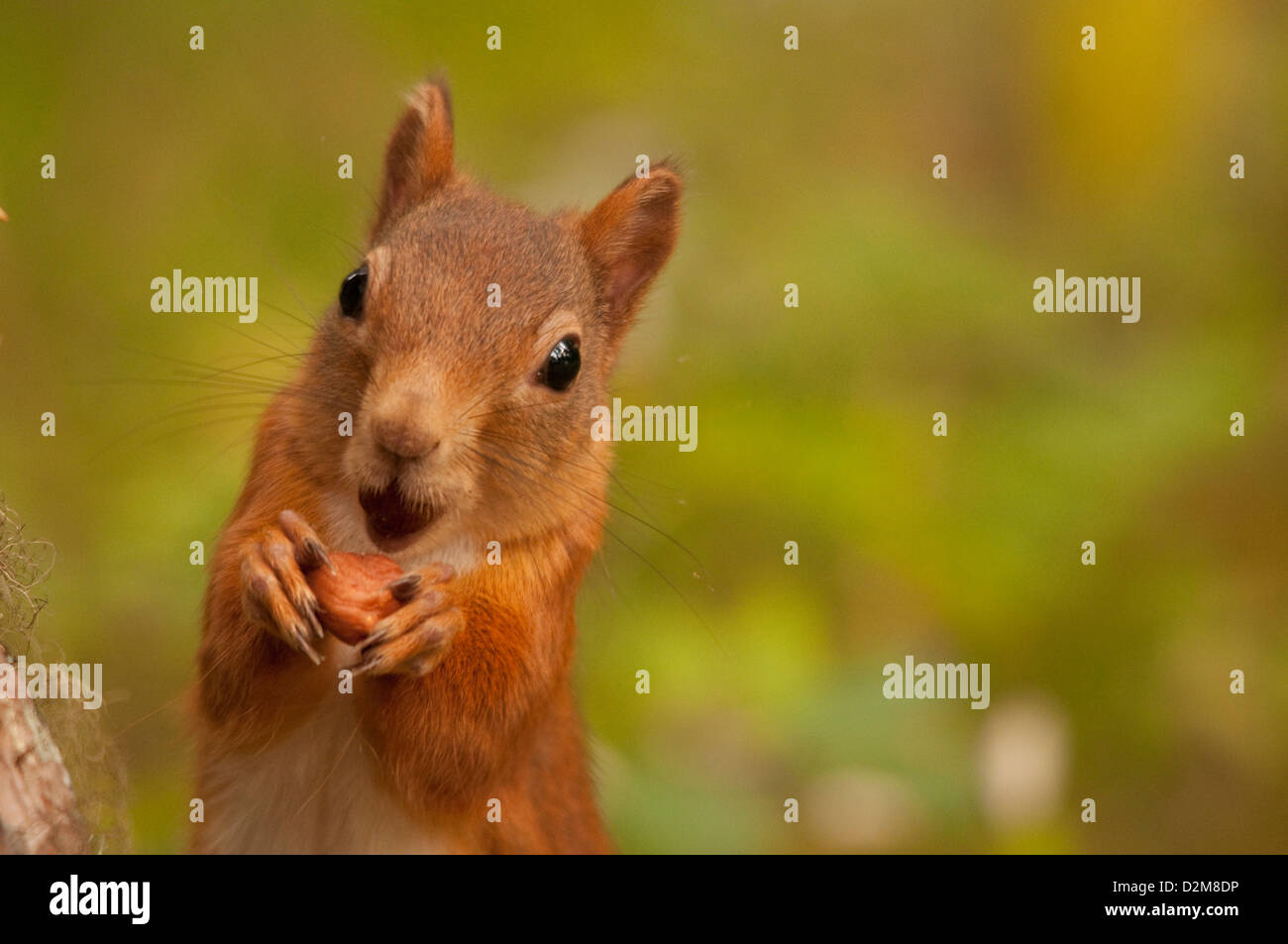 Red Squirrel with hazelnut Stock Photo