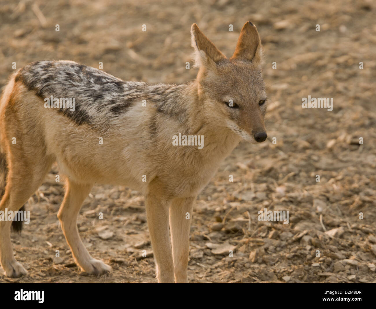 Black-backed jackal (Canis mesomelas) in the Kalahari Desert, South Africa Stock Photo