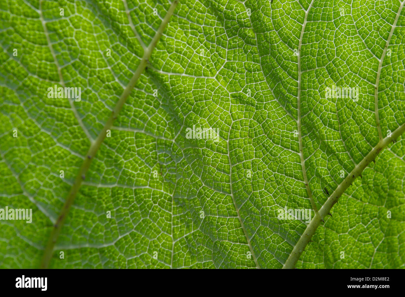 A close up of a Giant Rhubarb leaf found in the expansive gardens of Tatton Park, Knutsford, Cheshire Stock Photo