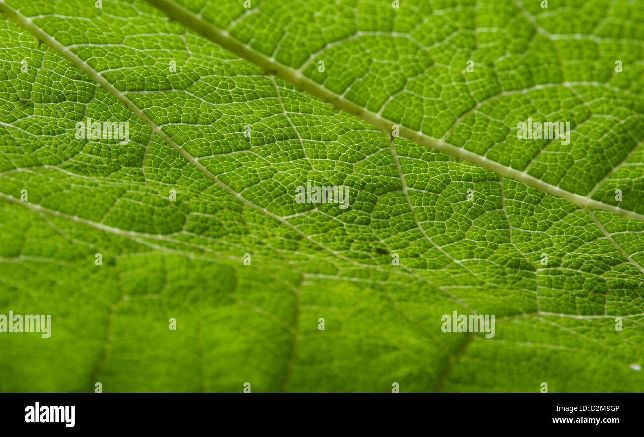 A close up of a Giant Rhubarb leaf found in the expansive gardens of Tatton Park, Knutsford, Cheshire Stock Photo