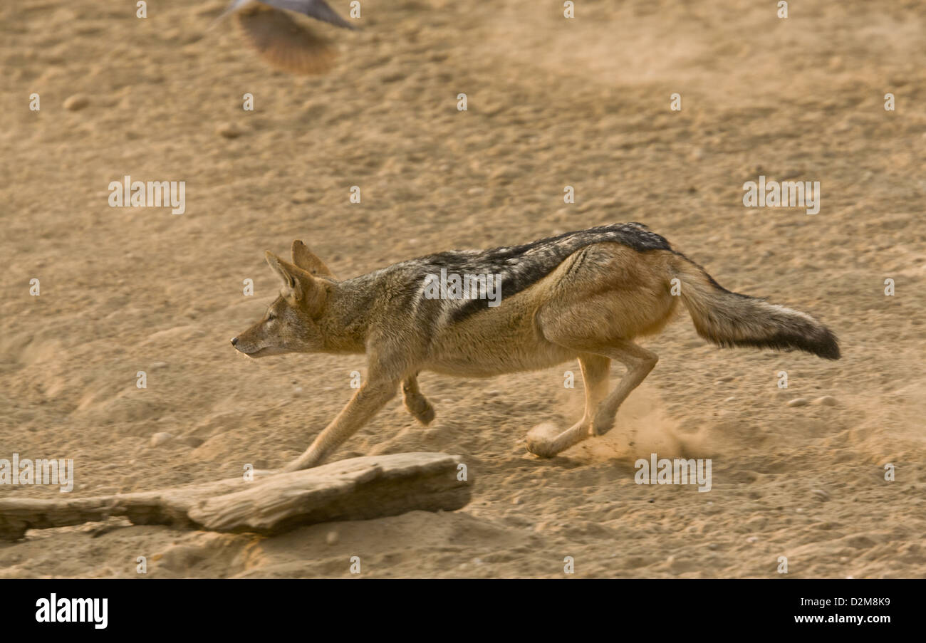 Black-backed jackal (Canis mesomelas) hunting ring-necked doves at a waterhole, Kalahari Desert, South Africa. Series Stock Photo