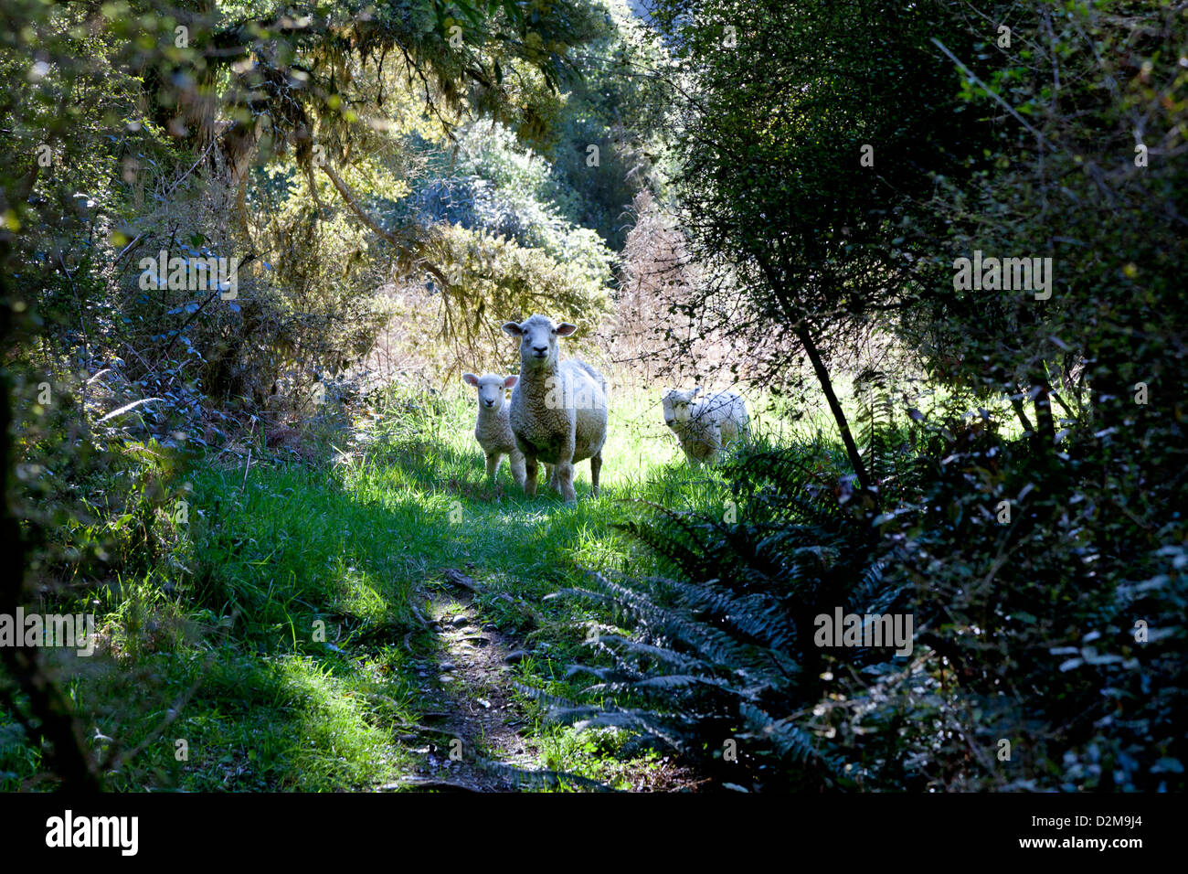 Sheep in the woods New Zealand Stock Photo