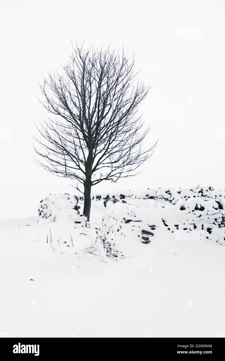 Tree & dry stone wall in snow Stock Photo