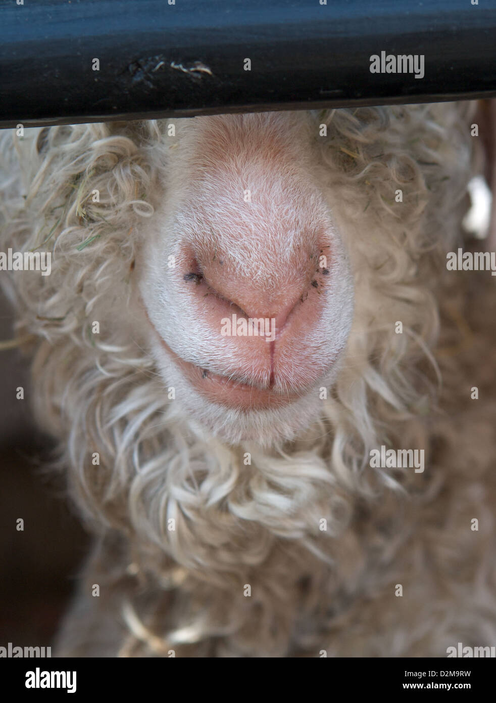 An angora goat, one of the many rare breed farm animals that live at Home Farm, Tatton Park, Knutsford, Cheshire Stock Photo