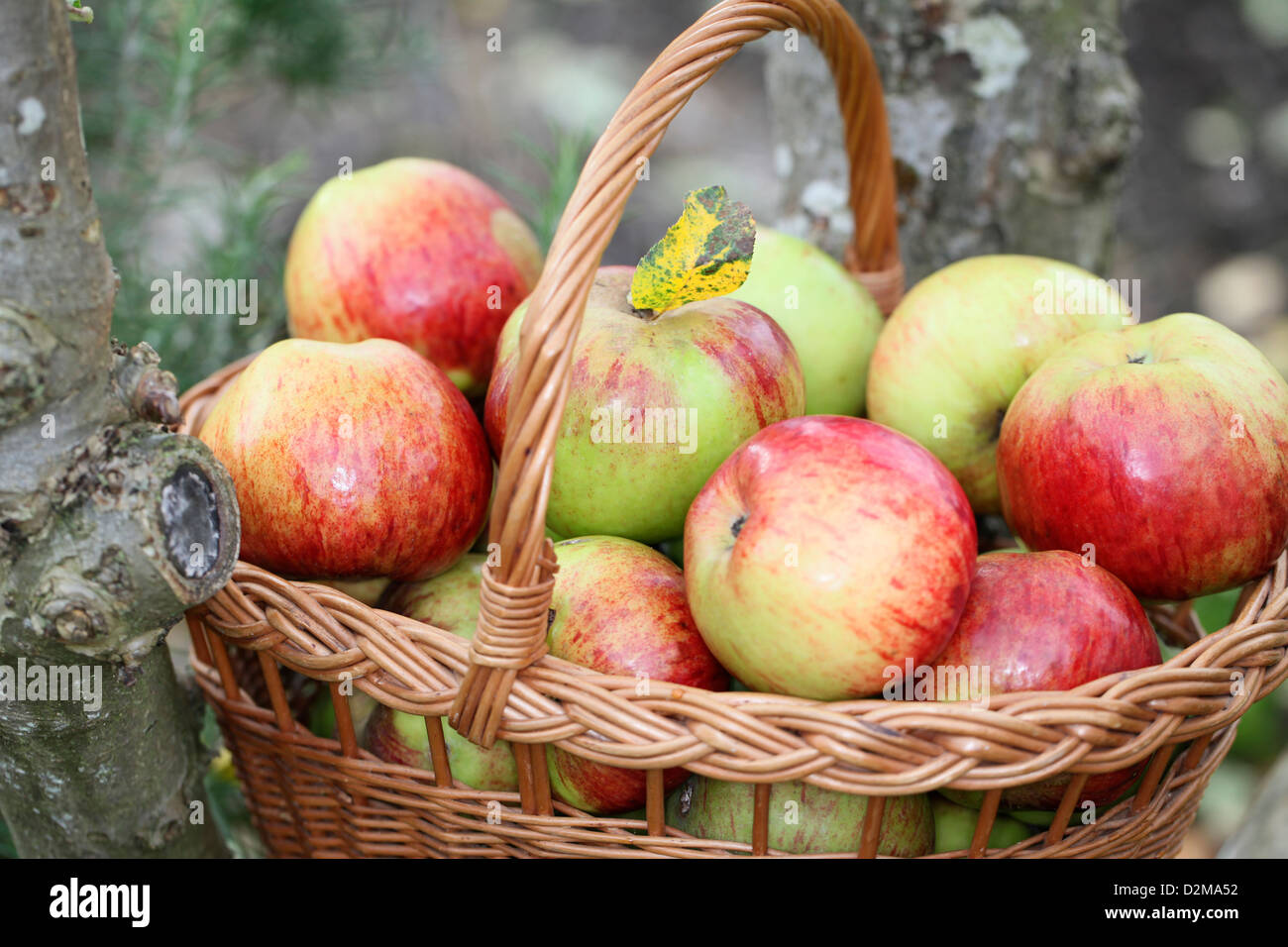 A basket of large red green cooking apples called Annie Elizabeth. An excellent cooker and can be eaten as well! Stock Photo