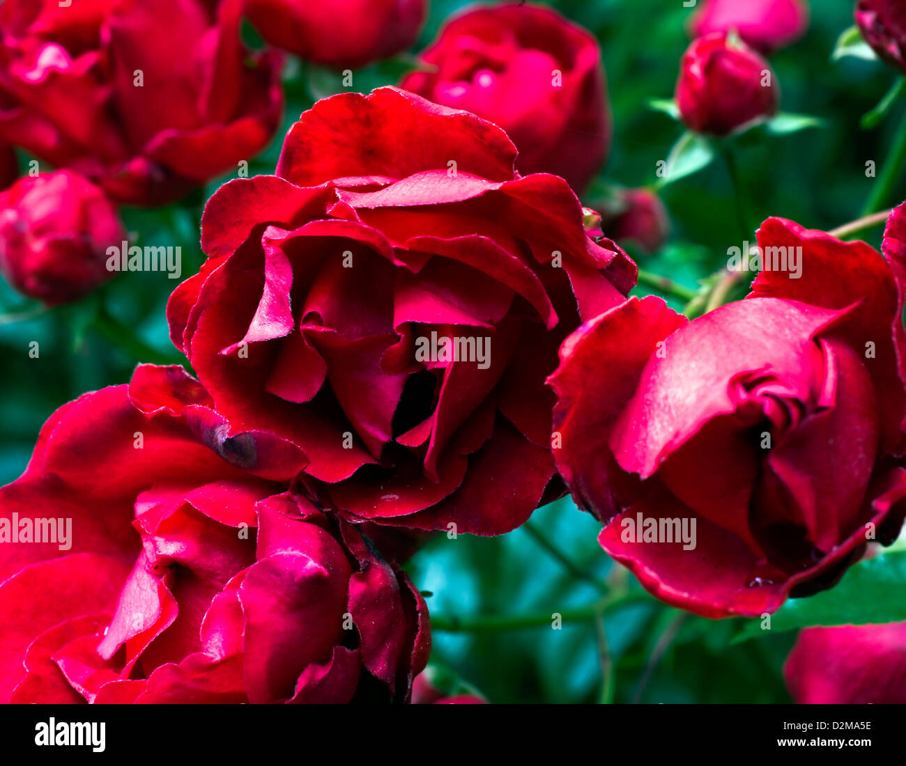Red rose bush many hi-res stock photography and images - Alamy