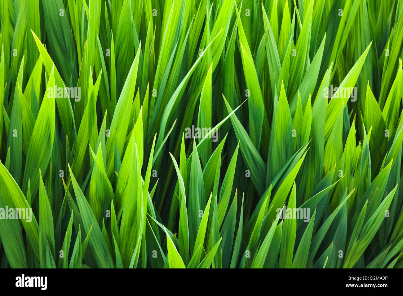 Iris leaves growing before bloom Stock Photo Alamy