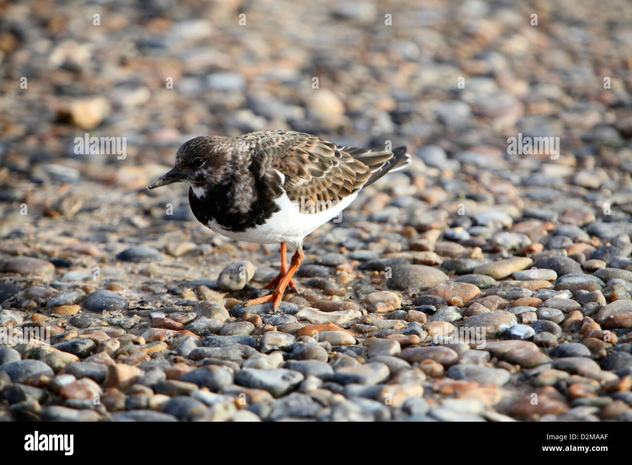 This pugnacious little wader is a common sight around the shores of the UK Stock Photo