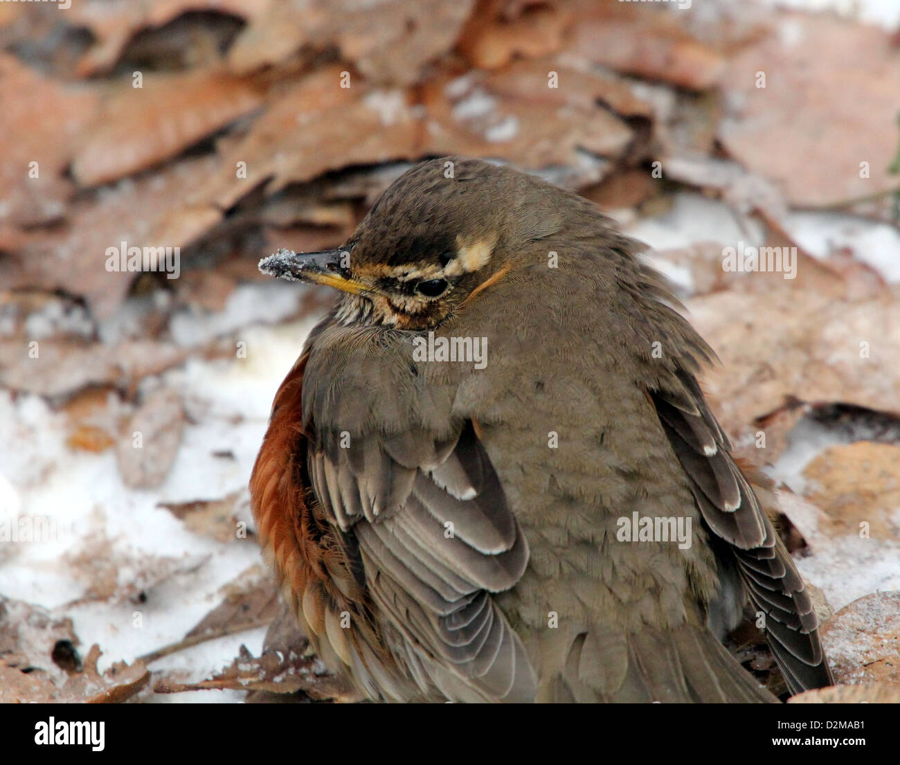 Super detailed close-up of a Redwing (Turdus iliacus) posing on the ground Stock Photo