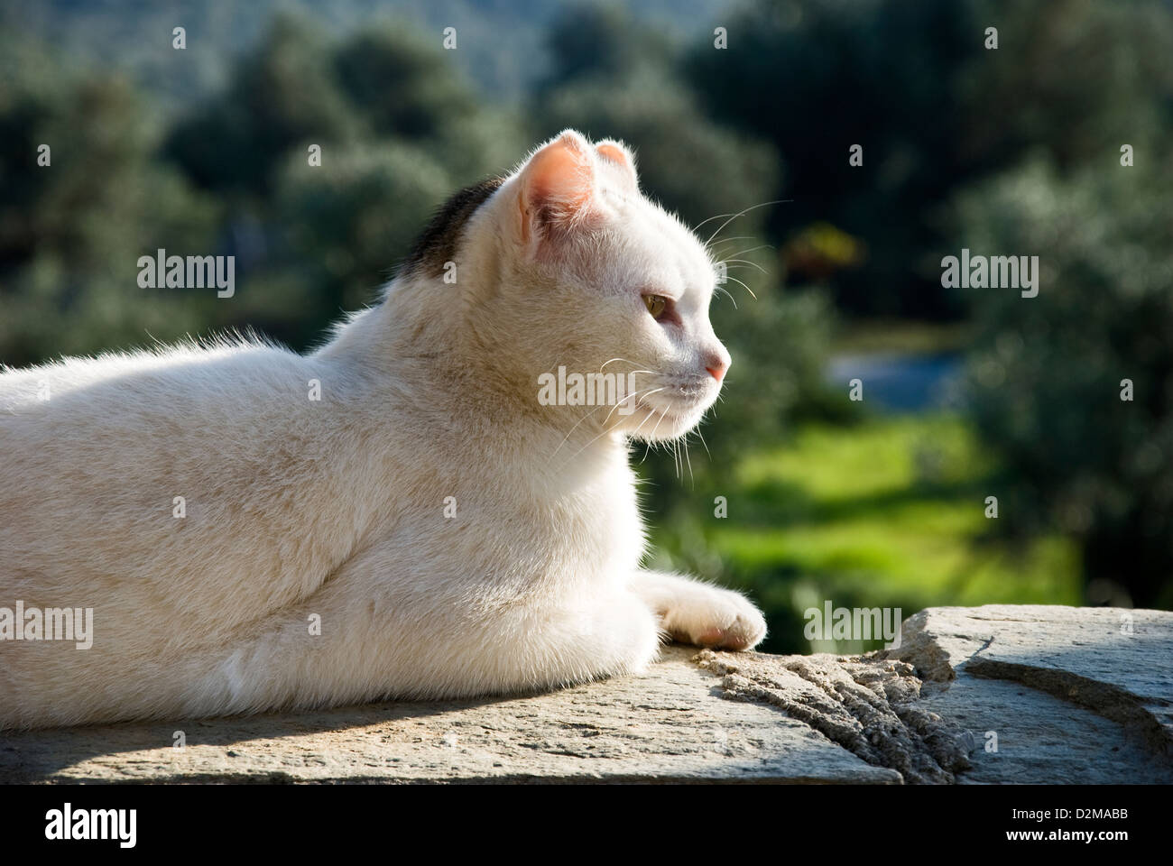 White cat resting on garden wall Stock Photo - Alamy