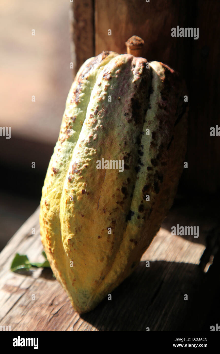 An unlikely place to find the ingredients for chocolate!! The humble but beautiful cocoa bean pod Stock Photo