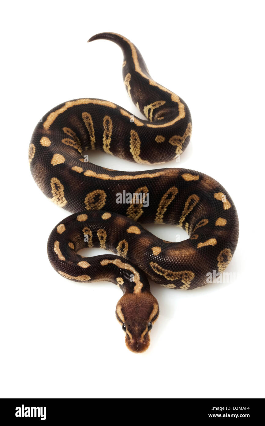 ball python (Python regius) isolated on white background. Stock Photo