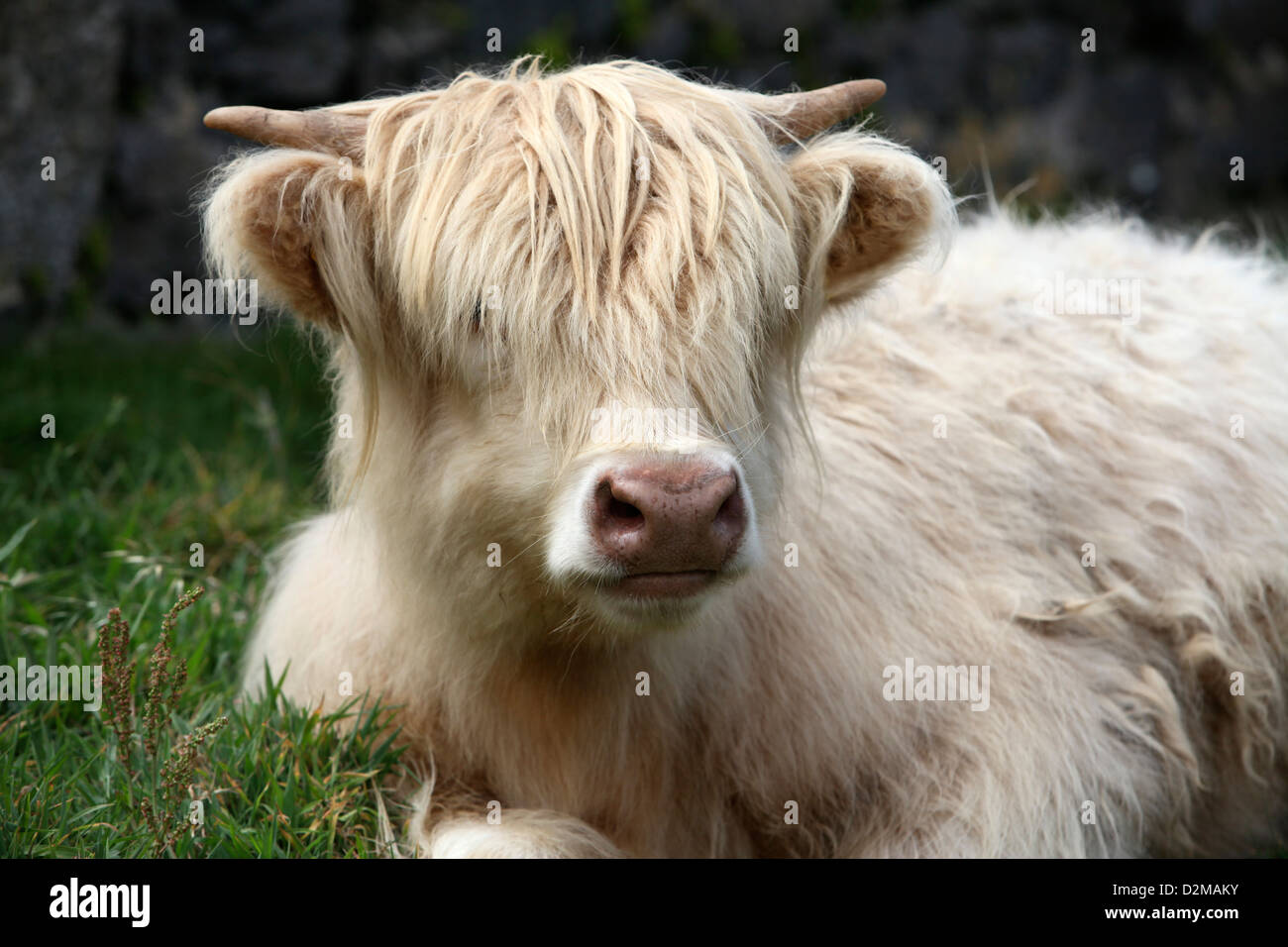 Cream cattle hires stock photography and images Alamy
