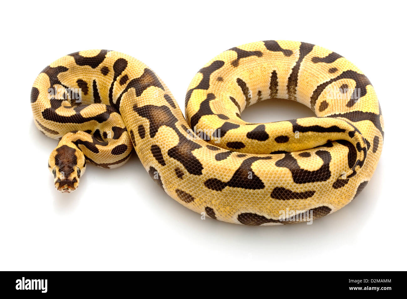 ball python (Python regius) isolated on white background. Stock Photo