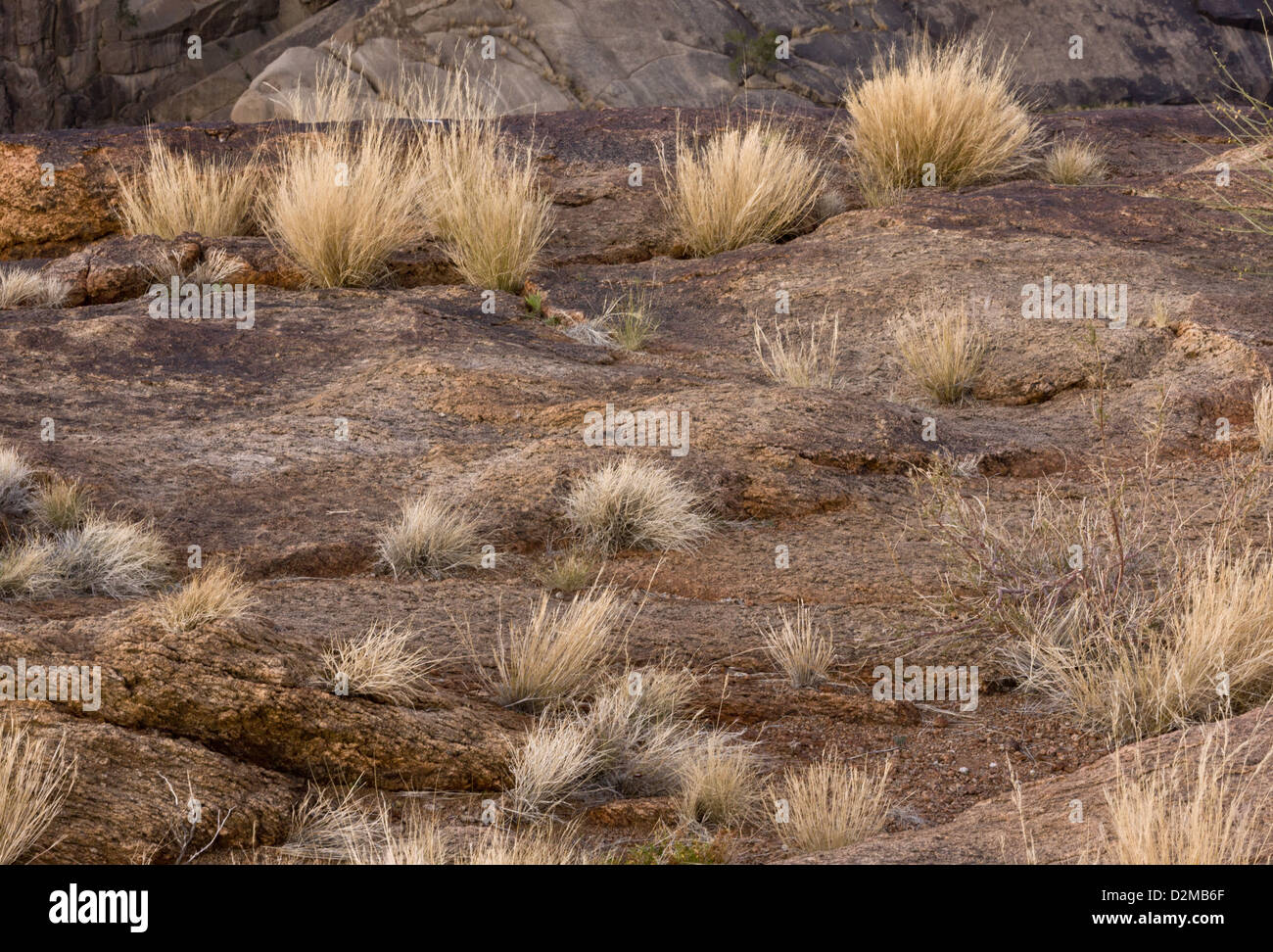 Dry grasses and granite in the Augrabies National Park, Northern Cape, South Africa Stock Photo